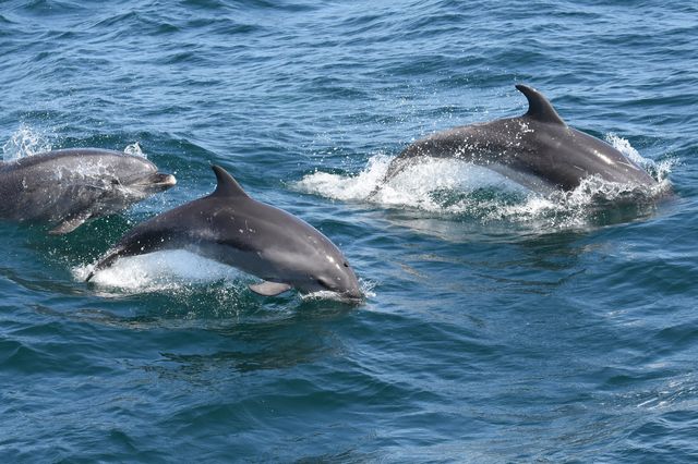 Bottlenose dolphins in New York Harbor,  July 2020
